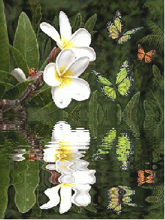 reflection