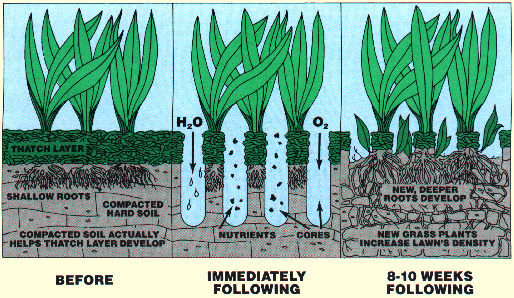 Core aeration triptych for Ravenscourt Landscaping